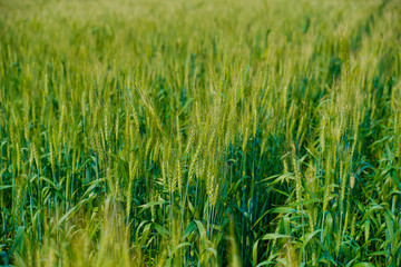 Obraz premium Green wheat farm in India