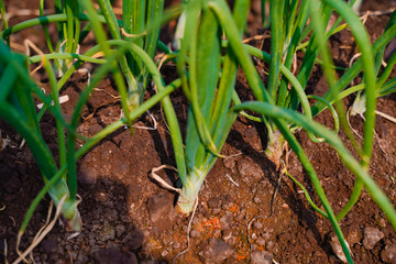 Green Onion field in india