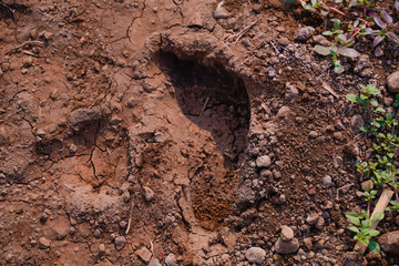 leg footprint in agriculture  field 