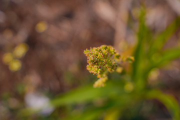 Close up of jowar or white millet crop  at field.