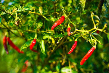 Red chili field in India 