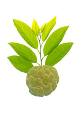 Custard apple Annona squamosa isolated on white background,