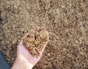 Wet malt feed product shown on hand , by product from brewer fermentation to be animal feed