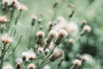 Fototapeta premium Beautiful blooming thistle on the summer field. Selective focus. Shallow depth of field.