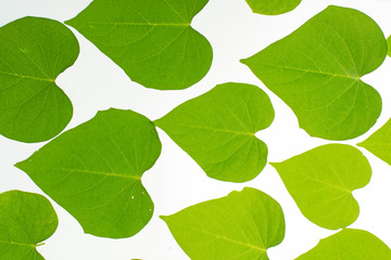 leaves twisted vines liana jungle plant isolated on white background with clipping path.