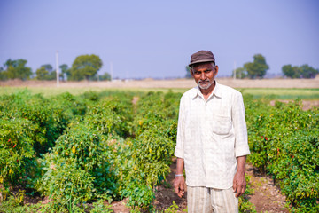 Fototapeta premium indian farmer in green chili field 