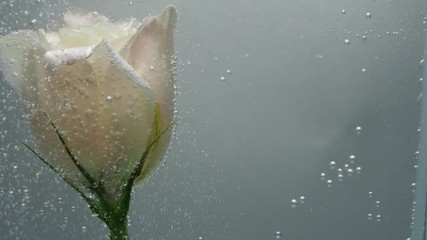 A fresh creamy rose is found in pure crystalline water. Bubbles of air stuck around the flower and pop up. Close up view of nice flower. Fresh plant in purified liquid. Spa procedure.