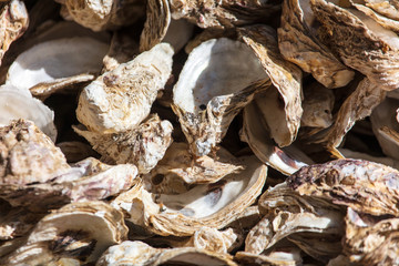 Oyster shells as an abstract background