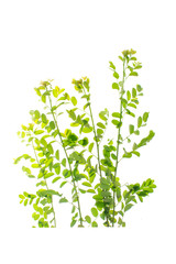 green leaves frame on white background