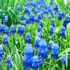 Spring flowers muscari - flower natural spring background with blooming spring flowers of muscari. Closeup of spring flowers.