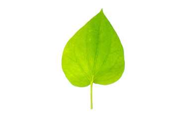 Green betel leaves, Fresh piper betle on white background.