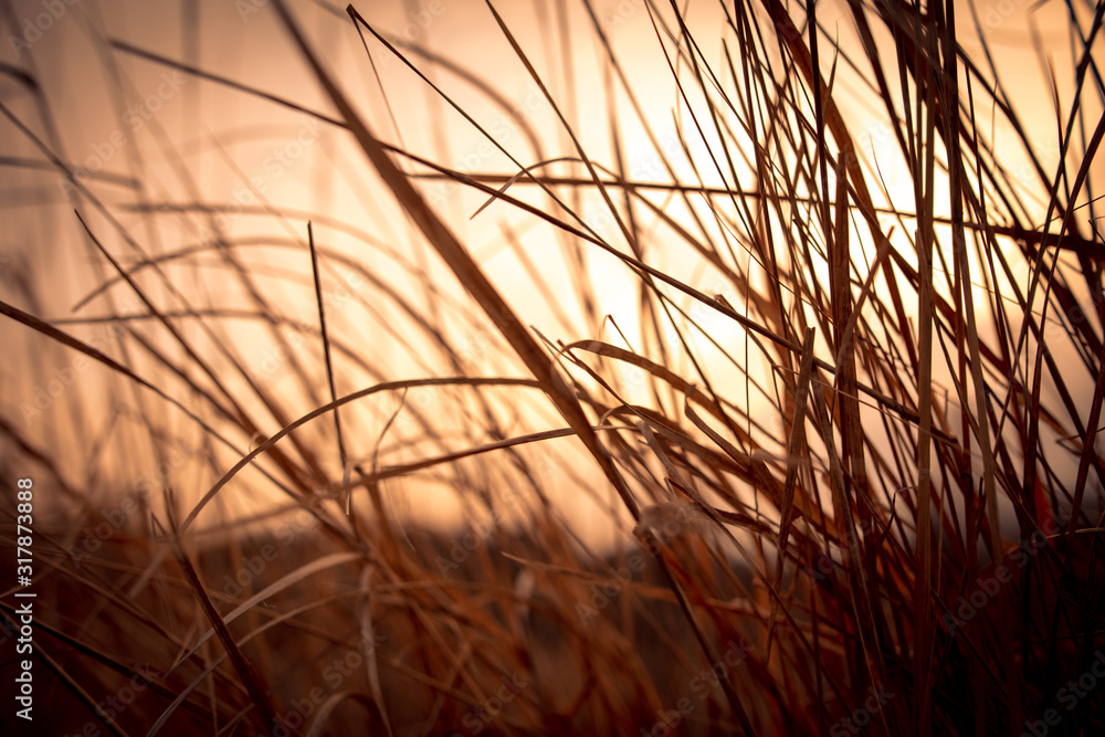 Wall mural dry grass on the nature in the fall