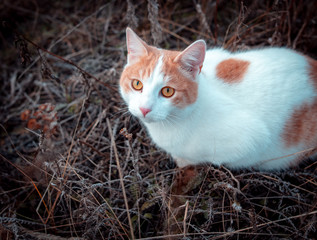 Portrait of a cat in dry grass in the fall