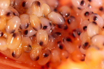 Red caviar in a shrimp as a background