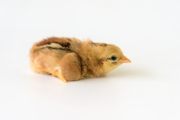 Brown chicks on a white background