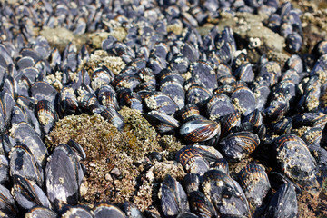 A protected west coast beach.
