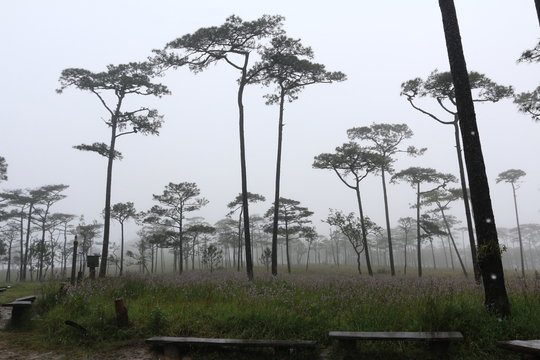 trees in the mist