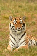 Fototapeta na wymiar Tiger portrait