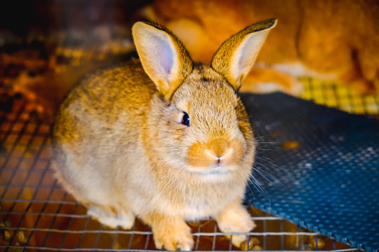 รูปภาพRabit – เลือกดูภาพถ่ายสต็อก เวกเตอร์ และวิดีโอ3,392 | Adobe Stock