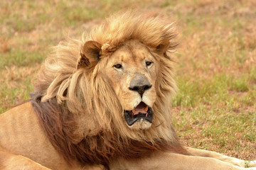 Lion alert portrait
