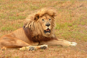Lion full body