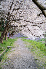 桜のトンネル