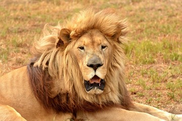Sleepy African lion portrait