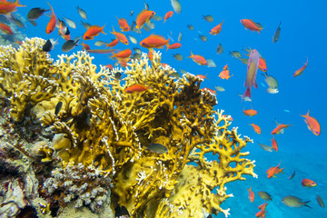 Fototapeta na wymiar Colorful coral reef at the bottom of tropical sea, yellow fire coral and shoal of anthias fishes, underwater landscape