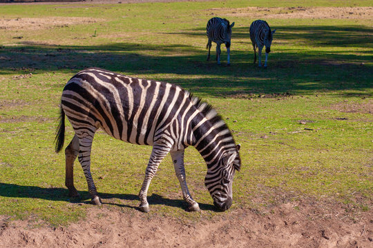 А Zebra Eats Grass And Two Other Zebras On Background. Taronga Western Plains Zoo, NSW, Australia.