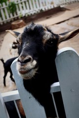 Smiling goat after his lunch