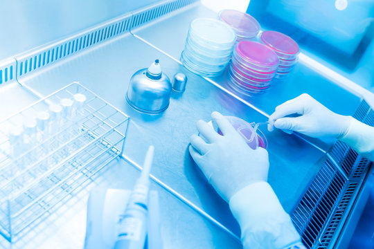 Coronavirus(COVID-19) 2019-nCoV Coronavirus Outbreak Respiratory virus epidemic in China, many scientists are researching bacteria in jelly plate,research for vaccine production.