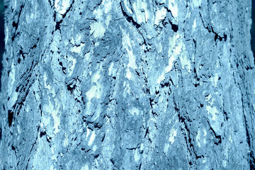 Old tree bark illuminated by the sun on a summer day close-up. Natural abstract background blue color toned