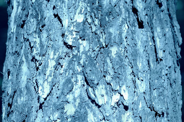 Old tree bark illuminated by the sun on a summer day close-up. Natural abstract background blue color toned