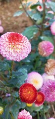 flowers on a green background