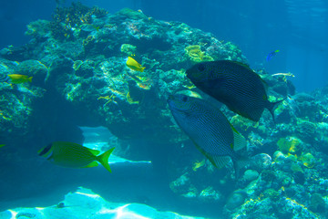 Naklejka premium A school of yellow fish and two big tropical fish and coral reefs. View of sunlight (sun beams, rays) and water surface from underwater. The aquarium at Townsville, Queensland, Australia.