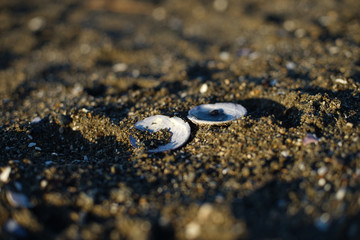 Closeup on sea shells