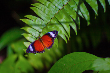 Orange butterfly (Vanessa itea, Australian Admiral, Yellow Admiral) on a fern leaf on a dark background. Butterfly park in Caitns, Queensland, Australia.