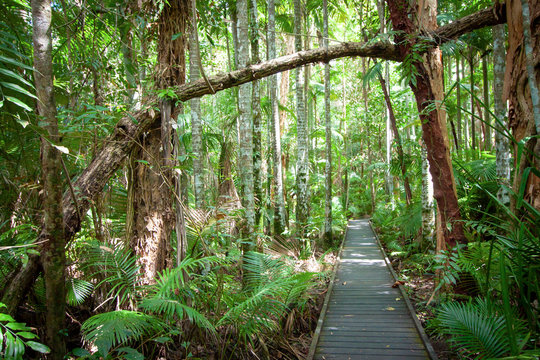 Footpath in a tropical rain forest on a sunny day. Botanical garden, Caitns, Queensland, Australia.