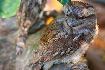 A tawny frogmouth owl, big-headed, stocky nocturnal  brown bird, looking to the left.