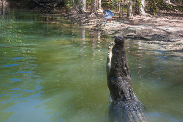 A crocodile jumping out of the muddy river for pray (bait).  Queensland, Australia.