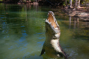 A crocodile jumping out the muddy river. Front view. Queensland, Australia.