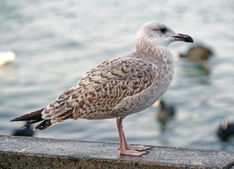 White and grey seagull