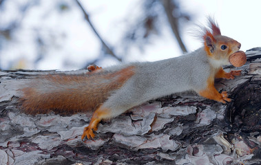 beautiful red squirrel sitting on a tree