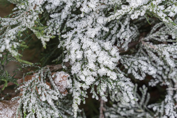 natural green background. closeup juniper branches covered with hoarfrost.