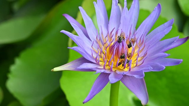 Lotus flower with bee on Lotus flower. Close up of a beautiful pink lotus flower is blooming in sunshine,Nature concept 