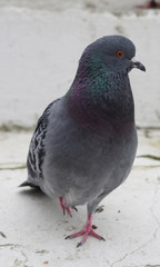 big Beautiful pigeon