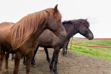 Fototapeta premium Two gorgeous black and brown horses looking to green pasture. Beautiful long mane falls to cover eyes. 