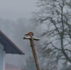 wild falcon eats its prey a grey mouse