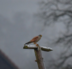 wild falcon eats its prey a grey mouse