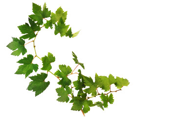 Fototapeta na wymiar Green Grape Leaves on white background .